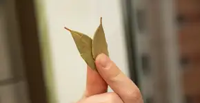 Pendurar folhas de louro na porta do banheiro: por que isso tornou-se uma prática popular