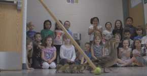 Todo ano este colégio se reúne para ver uma travessia de patos