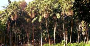 Boxe, pilates e yoga de graça no Parque da Água Branca