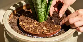 Foto: (Imagem sem texto alternativo disponivel ID [2706978])