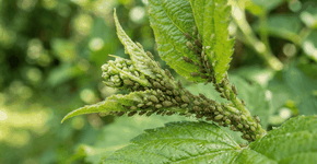 Foto: (Imagem sem texto alternativo disponivel ID [2767970])