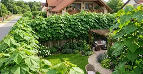 Esta árvore cresce até 2 metros por ano e garante total privacidade no jardim em apenas algumas estações