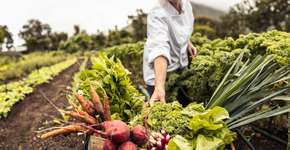 Dia Mundial Sem Carne: os 10 vegetais mais saudáveis do mundo