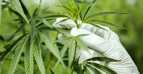 Estados Unidos reconhecem uso da maconha no combate ao câncer