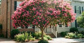 Foto: (Imagem sem texto alternativo disponivel ID [2787692])