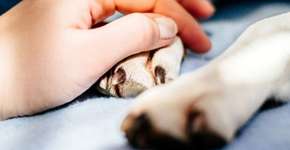 Foto: (Imagem sem texto alternativo disponivel ID [1869415])