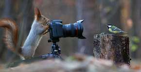 Este ensaio de fotos com esquilos é sensacional