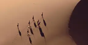 Drone flagra caça ilegal de espécies em extinção na África