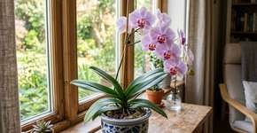 Na Tailândia, para a orquídea durar anos: o macete não é o sol, mas nunca deixar água acumulada no “olho” da planta