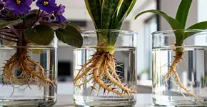 Três plantas aquáticas que precisam poucos cuidados e são perfeitas para decorar o interior da sua casa