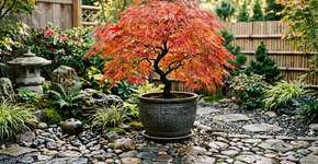 A árvore em vaso é fácil de cuidar, com folhas que mudam de cor e trazem vida ao seu jardim.