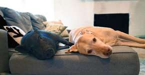 Cão e porco têm um encontro marcado para brincar juntos toda semana