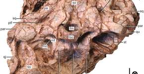 Foto: (divulgação)