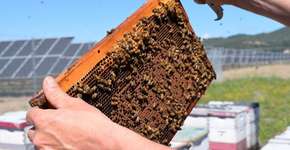 Fazenda de energia se transforma em apiário solar