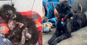 Foto: (divulgação/AdoteDog)