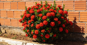 Foto: (Imagem sem texto alternativo disponivel ID [2724962])