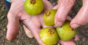 Safra do cambuci inspira passeios e gastronomia em SP