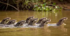 Foto: (Imagem sem texto alternativo disponivel ID [2693909])