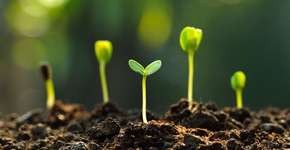 Alunos reaproveitam água de ar condicionado da escola para regar jardins e horta