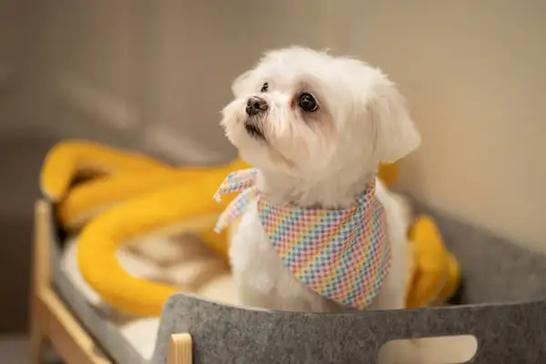 A iniciativa reflete uma mudança no perfil de viajantes