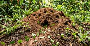 Se você achar um formigueiro de saúva em seu jardim, nós lhe diremos o que isso significa e por que é algo bom