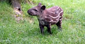 Brasileira ganha prêmio por trabalho na conservação de antas