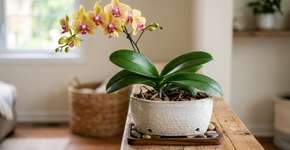 Para a orquídea durar anos: o truque não é o adubo, mas nunca molhar o miolo das folhas