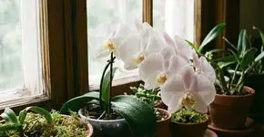 Foto: (Imagem sem texto alternativo disponivel ID [2787555])