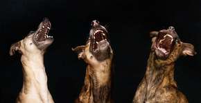 Fotógrafo alemão clica seus cachorros em momentos de descontração