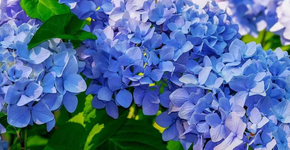 Evite esta planta em casa para não trazer energia negativa