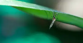 Foto: (wisan224/istock)