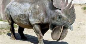 Foto: (Imagem sem texto alternativo disponivel ID [396949])