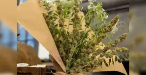 Foto: (Imagem sem texto alternativo disponivel ID [1208417])