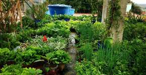 Mineiro cultiva horta na laje com 150 espécies de plantas