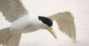 Foto: (Imagem sem texto alternativo disponivel ID [849907])