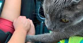 Foto: (Imagem sem texto alternativo disponivel ID [1128817])