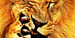 Foto: (Imagem sem texto alternativo disponivel ID [391956])