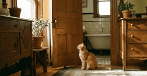 Foto: (Imagem sem texto alternativo disponivel ID [2754503])