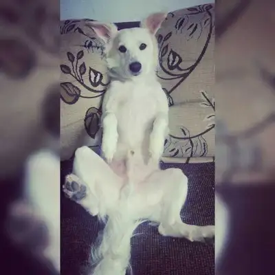 Veja alguns dos cães e gatos que já estão participando do #MostreABarriguinha!