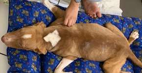 Estudante inicia campanha para ajudar pit bull paraplégico