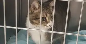 Homem agride gato para se vingar após briga com ex-companheira