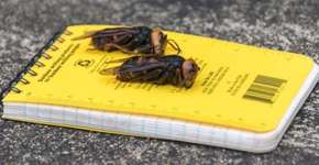 Cientistas fazem alerta sobre vespas assassinas vistas pela 1ª vez