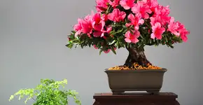 Plantas que purificam o ar  da casa ou escritório
