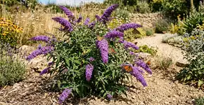 A planta que não precisa de água, adora o calor e transforma o jardim em um oásis de borboletas