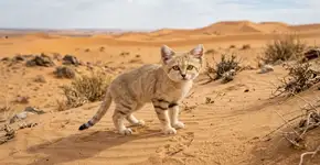 Uma espécie de gato late como um cachorro. Onde vive o “Felis margarita”?