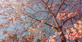 Foto: (Divulgação/Fazenda Sakurá)