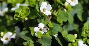 Bacopa monnieri: planta medicinal ajuda a reduzir o cansaço e o estresse