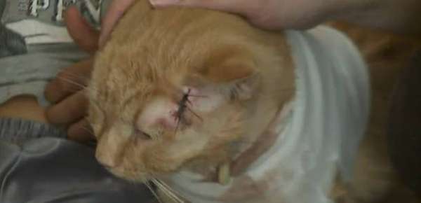 Reprodução / Fox News