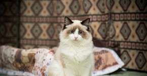 Foto: (Imagem sem texto alternativo disponivel ID [2606355])