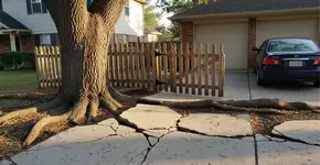 Árvores que nunca devem ser plantadas no quintal perto de entradas de garagem